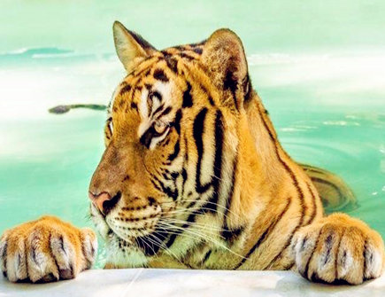 属虎人2021年结婚好吗