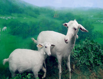 属羊2020年的贵人有哪些