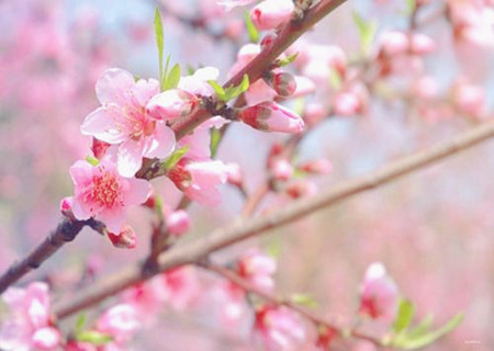有损桃花的风水 有损桃花的风水