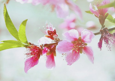 有损桃花的风水 有损桃花的风水