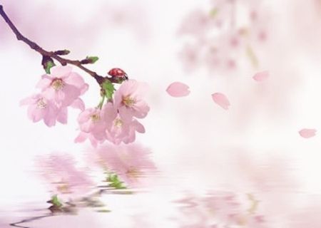 有损桃花的风水 有损桃花的风水