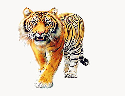 属虎2020年会遇到哪些灾难