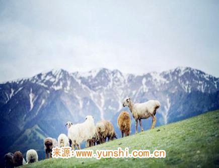 属羊2020年会遇到哪些灾难 属羊2020年会遇到哪些灾难