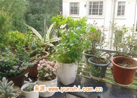 在家养植物的风水知识 在家养植物的风水知识