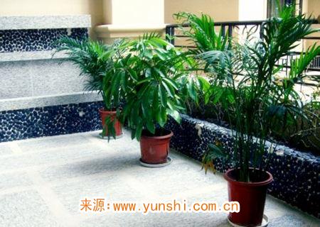 在家养植物的风水知识 在家养植物的风水知识