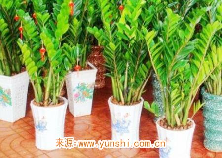 在家养植物的风水知识 在家养植物的风水知识