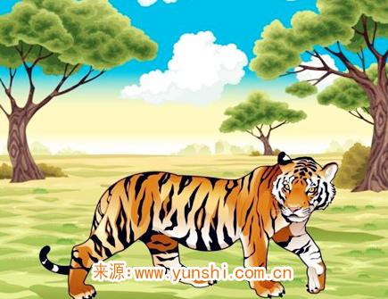 属虎最吸引人的地方