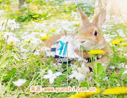 属兔最吸引人的地方