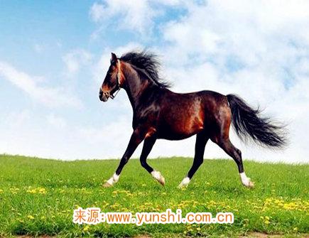 属马最吸引人的地方