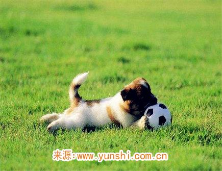 属狗最吸引人的地方