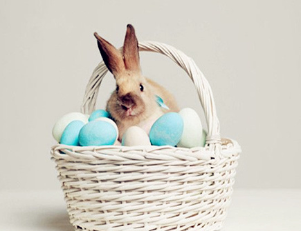 属兔招财必备的法宝