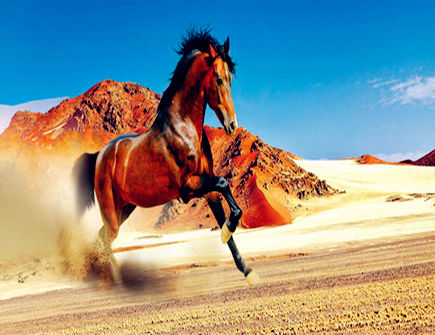 属马招财必备的法宝 属马招财必备的法宝