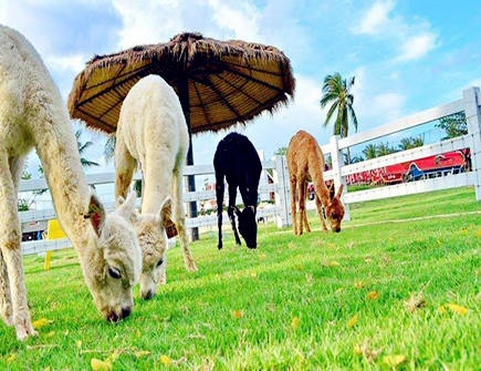 属羊招财必备的法宝 属羊招财必备的法宝