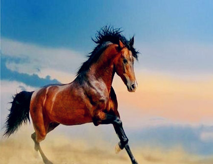 属马男找女朋友的标准 属马男找女朋友的标准