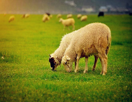 属羊男找女朋友的标准 属羊男找女朋友的标准