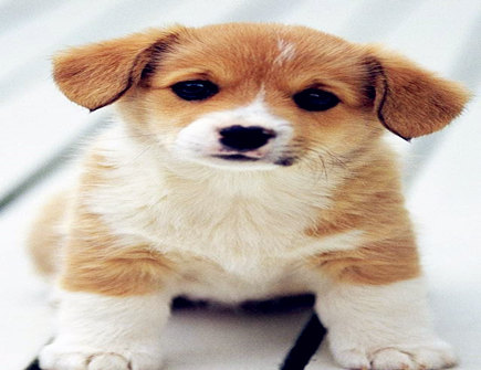 属狗男找女朋友的标准