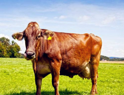 属牛女找男朋友的标准