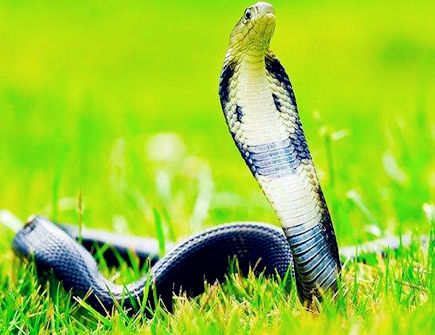 属蛇女找男朋友的标准 属蛇女找男朋友的标准