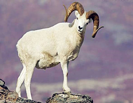 属羊女找男朋友的标准