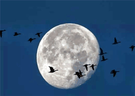 八字断子女金口诀 八字断子女金口诀