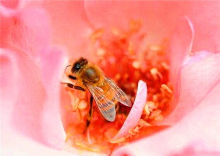 比较花心的男命八字