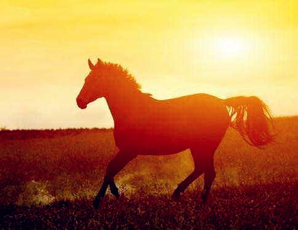 属马人出生月的命运