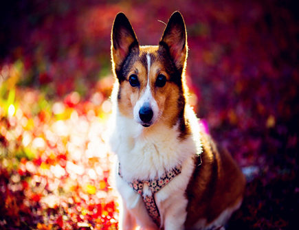 属狗人出生月的命运