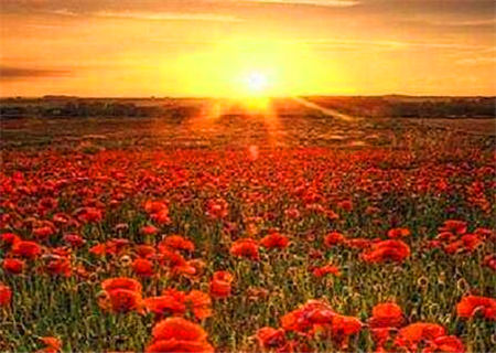 丁火生于午月的命理解析