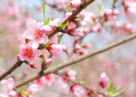 旺桃花运的风水布局 旺桃花运的风水布局