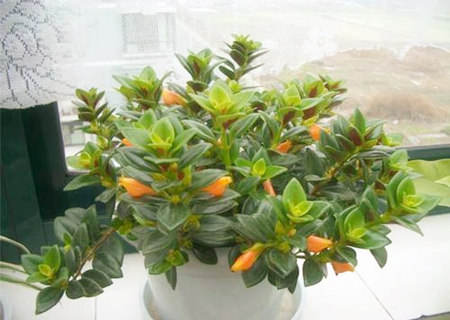 办公室放什么花比较好 办公室放什么花比较好