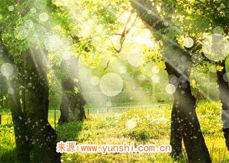 丙火生于寅月命理解析