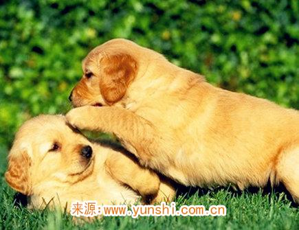 属狗的缺点有哪些 属狗的缺点有哪些