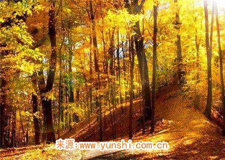 丙火生于亥月命理解析