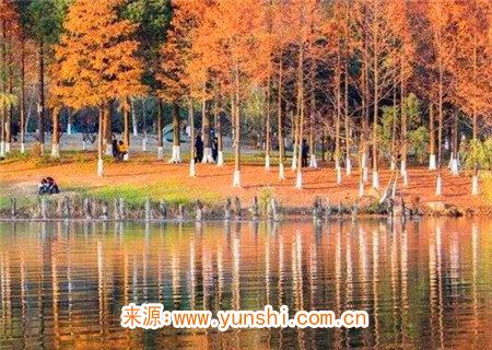 丙火生于丑月命理解析