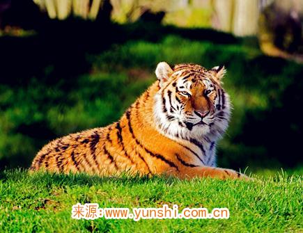 属虎男生的恋爱特点