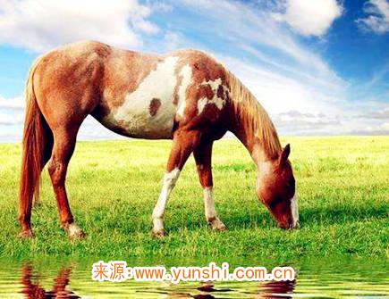 属马男生的恋爱特点