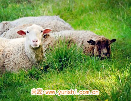 属羊男生的恋爱特点 属羊男生的恋爱特点