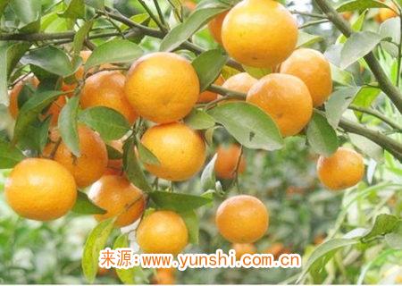 招财的水果有哪些