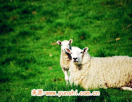 属羊男变心有哪些征兆