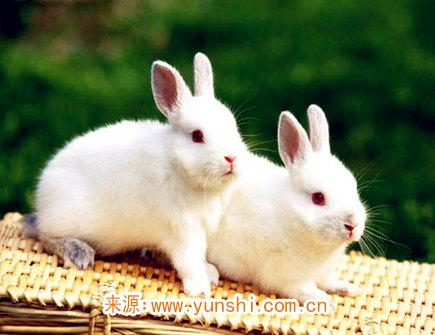 2021年属兔人的财神方位 2021年属兔人的财神方位