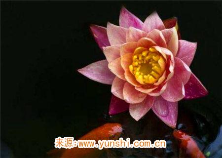 羊刃驾杀是何意 羊刃驾杀是何意