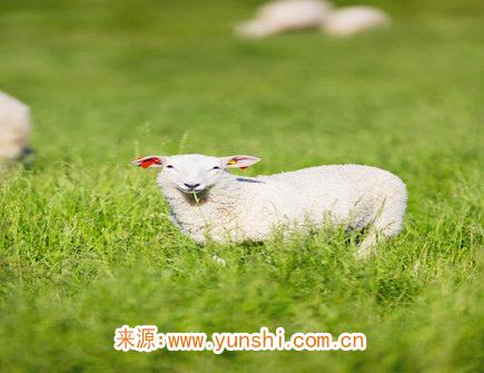 属羊人的财神方位