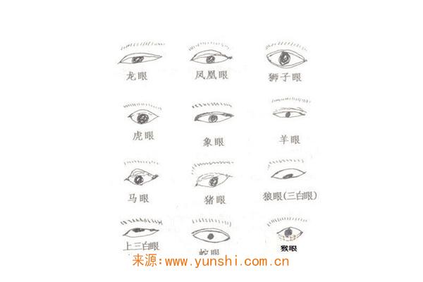 面相学眼睛分类