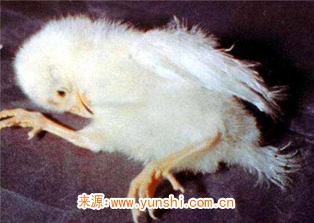 八字铁口直断疾病 八字铁口直断疾病