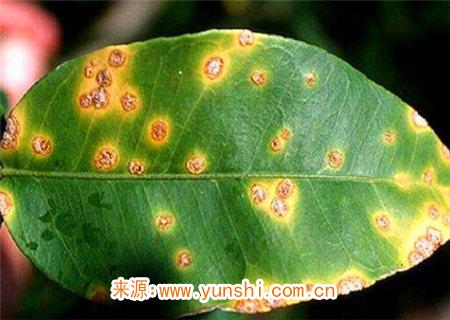 八字铁口直断疾病 八字铁口直断疾病