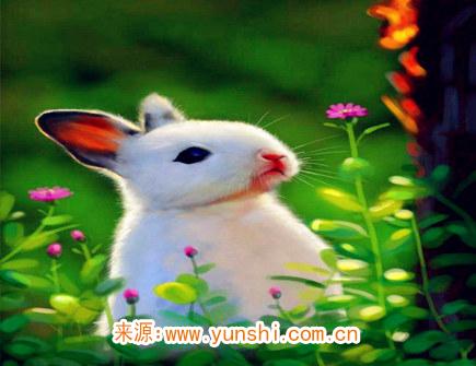 属兔男对老婆的要求