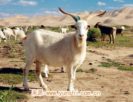 属羊男对老婆好吗 属羊男对老婆好吗