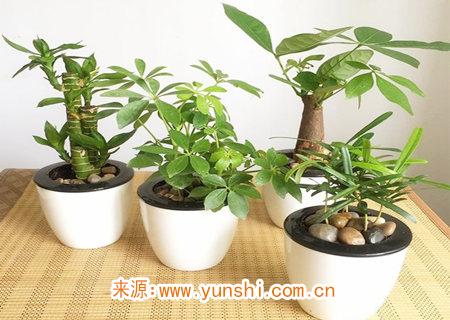 公司摆放什么植物最好 公司摆放什么植物最好