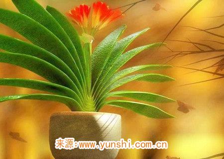 公司摆放什么植物最好 公司摆放什么植物最好