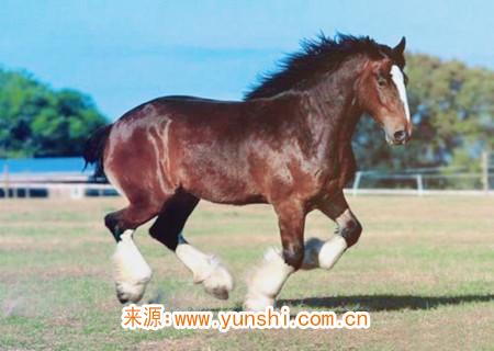 什么吉祥物可以旺官运 什么吉祥物可以旺官运